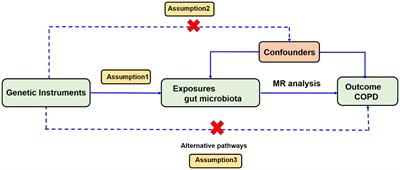 Gut microbiota and chronic obstructive pulmonary disease: a Mendelian randomization study